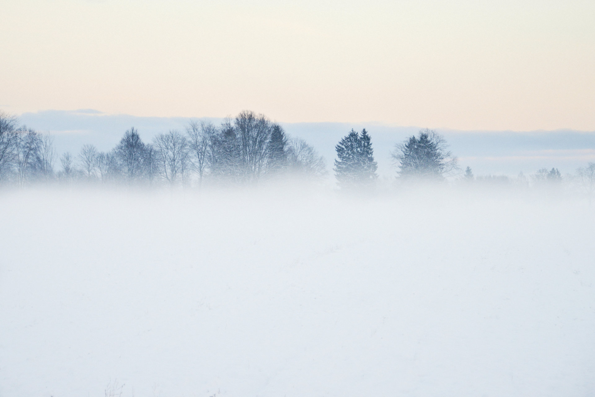 The silence and tranquility of a foggy forest